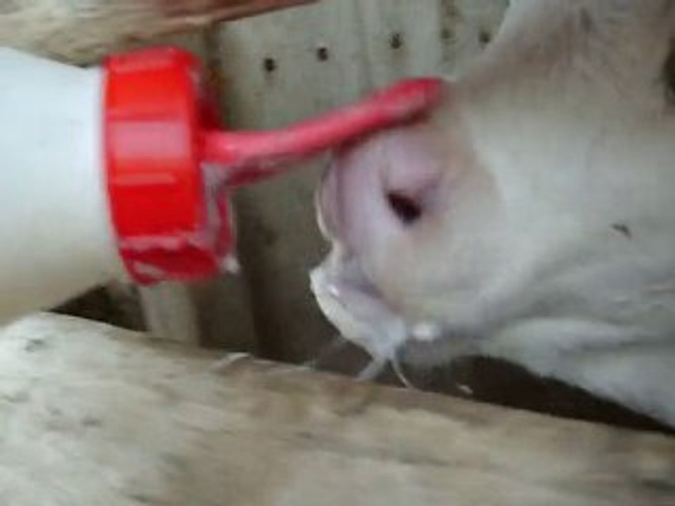 Dana yavrusu biberonla süt içmesi