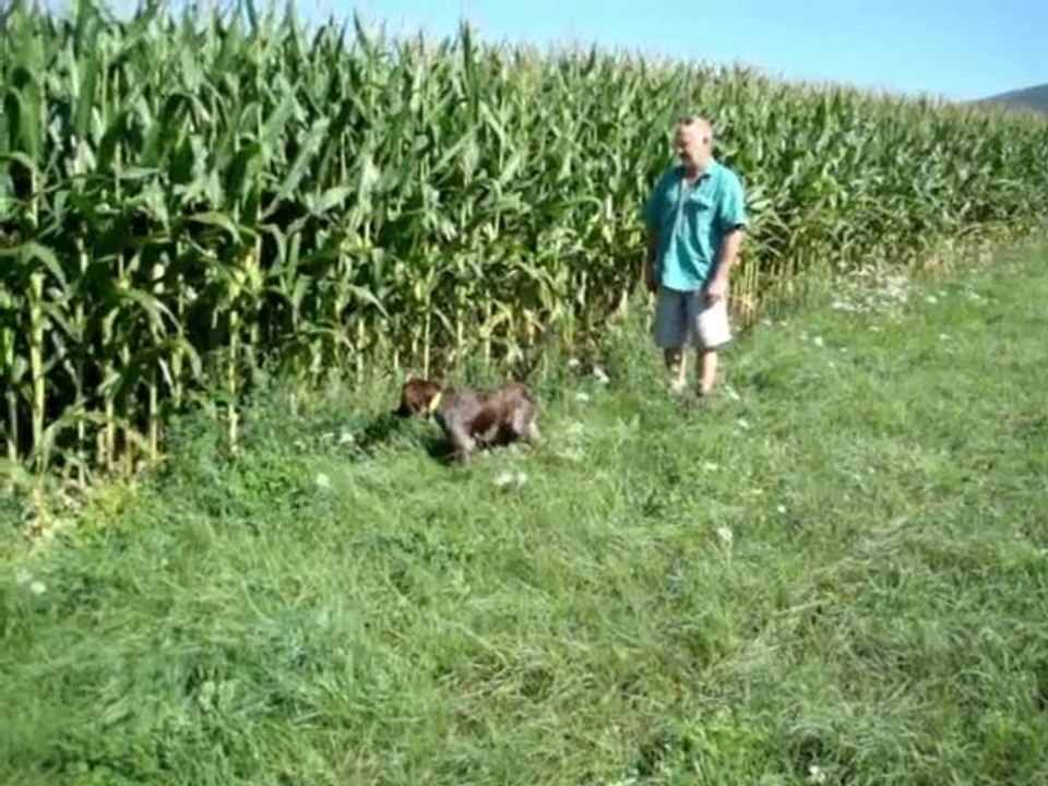 ENTRAINEMENT SUR CAILLE DU 31.07.2010