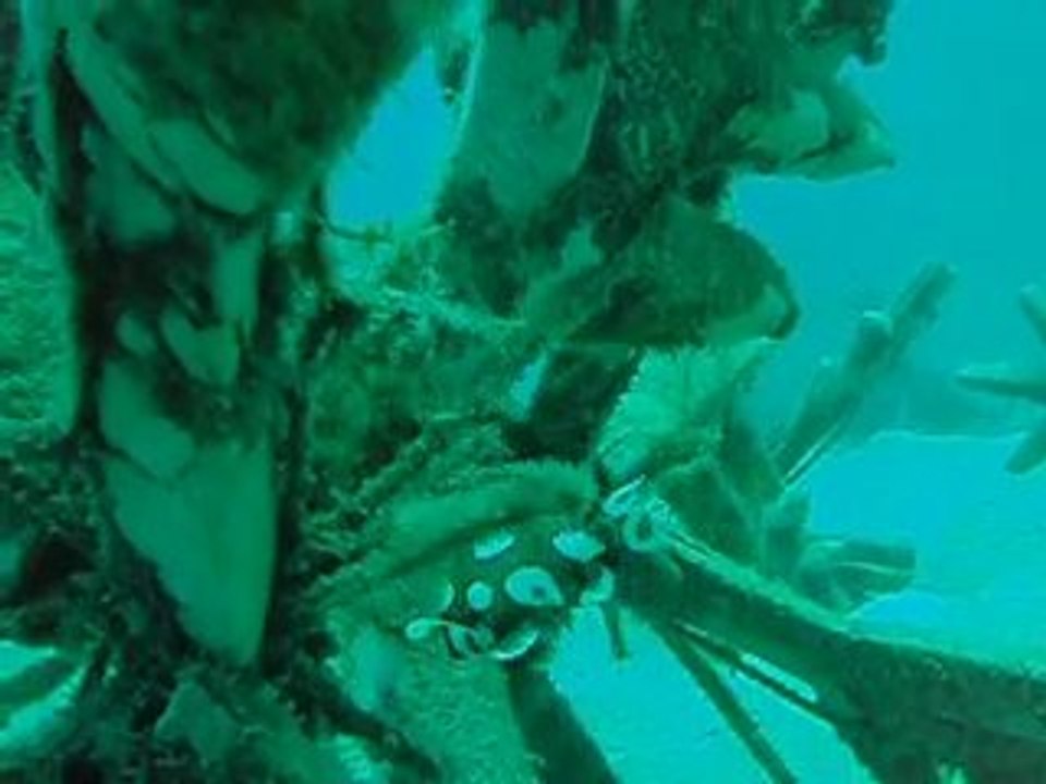 Plectorhinchus chaetodonoides