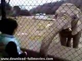 Elephant Burps at Child
