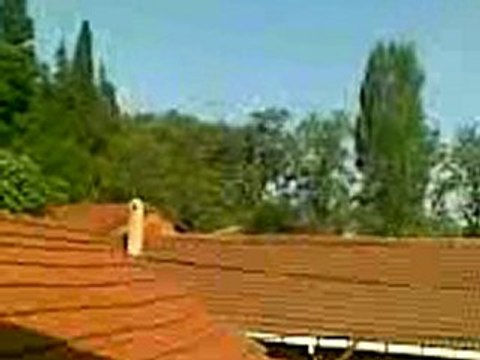 oyun kuşu taklacı mardin prensesin torunu 0535 524 95 45