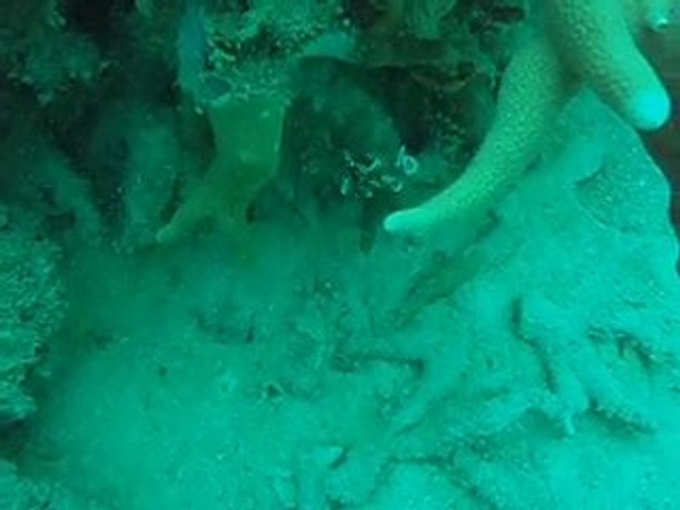 Plectorhinchus chaetodonoides