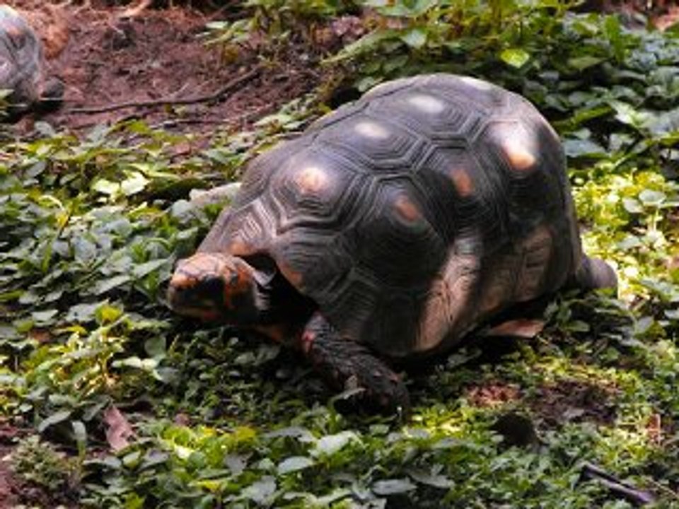 Parc des Mamelles - Guadeloupe