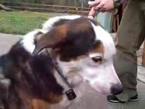 How To Get Rid Of Dog Fleas