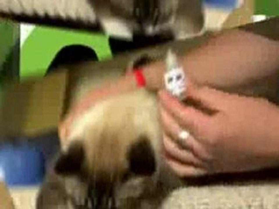 How To Get Rid Of Dust Mites