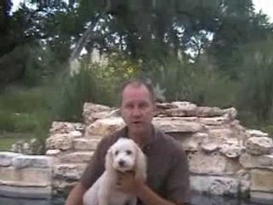 How to Succeed as a Housesitter