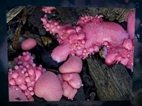 Symptoms of Slime Mold Saint Cloud FL 407