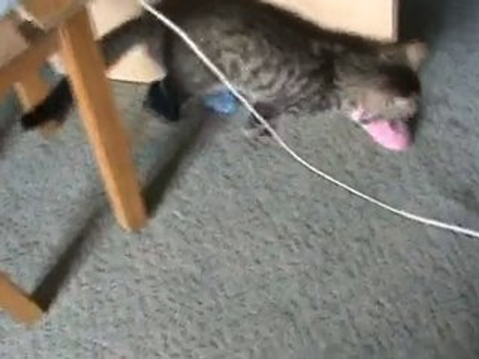 chat a chaussette