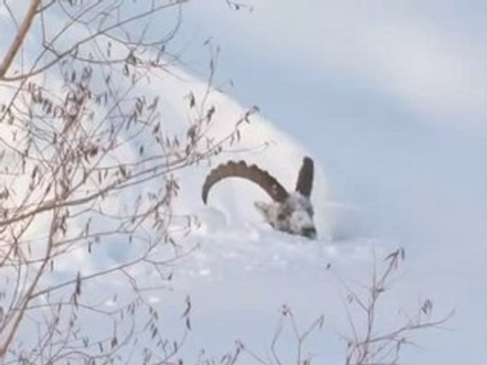 Voyage au Bout de l'Hiver