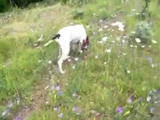 Ariegeois y liebres - 3