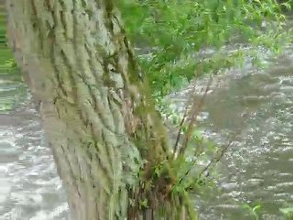 Zelazowa Wola Le parc