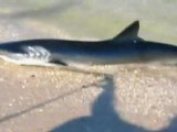 Sharks pays US beachgoers a brief visit