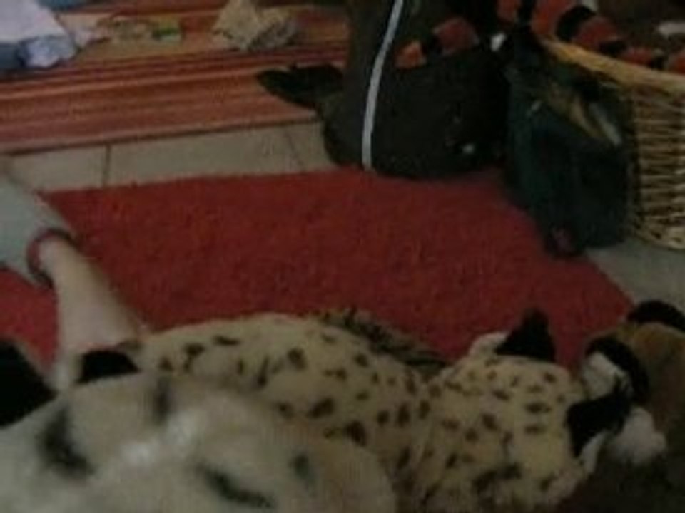 Alaéko le tigre en peluche