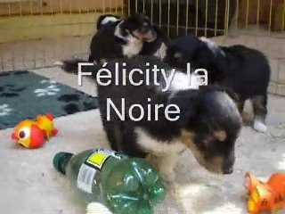 Les chiots à presque 4 semaines