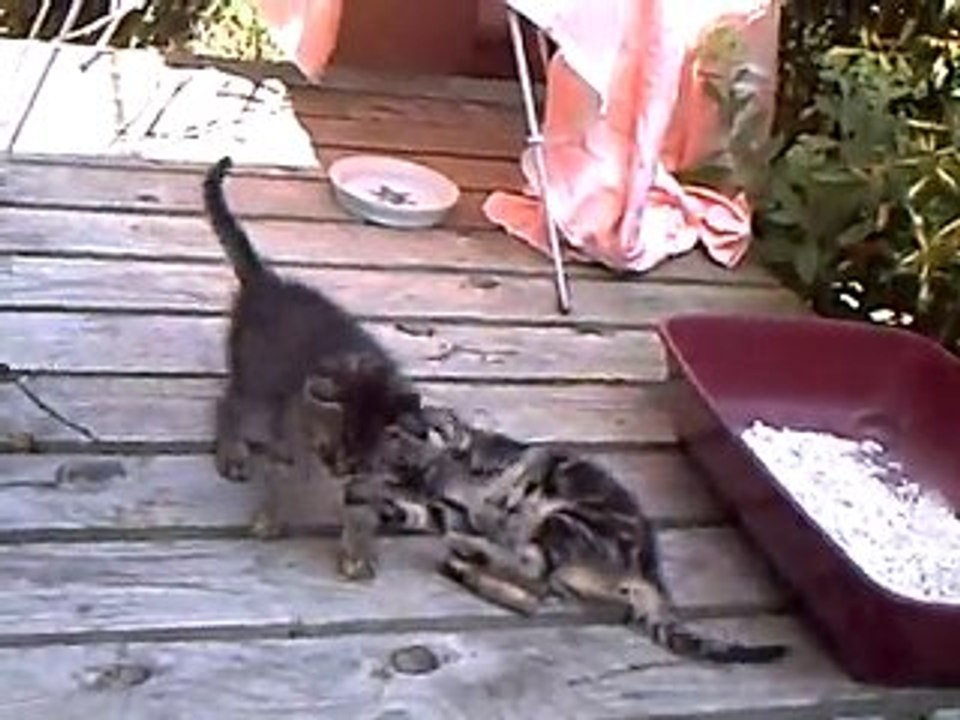 Vidéo chats