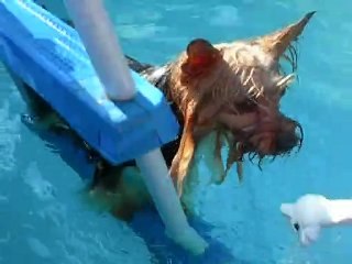 Roxy est Eclair dans la piscine