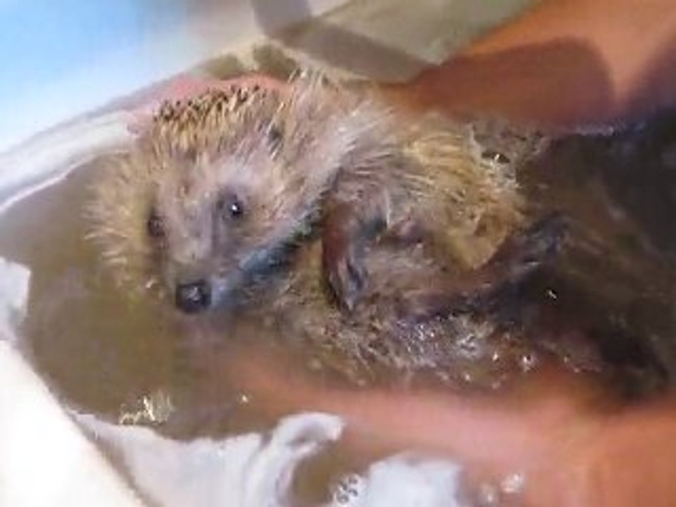 Le 1er Bain de Mini-Pic (ou Arthur)