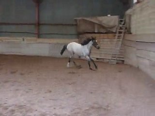 Valkyrie - lacher après 3 mois - 2