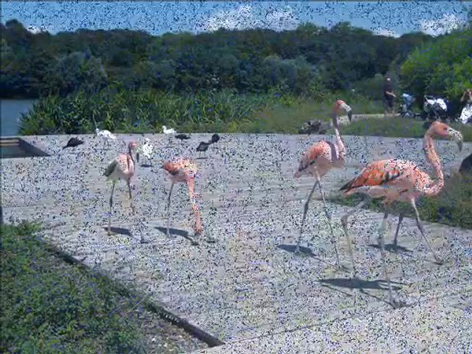 Parc des oiseaux.wmv