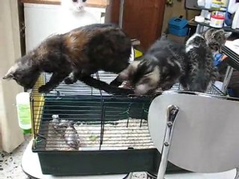 bébés chats et cailles de Chine