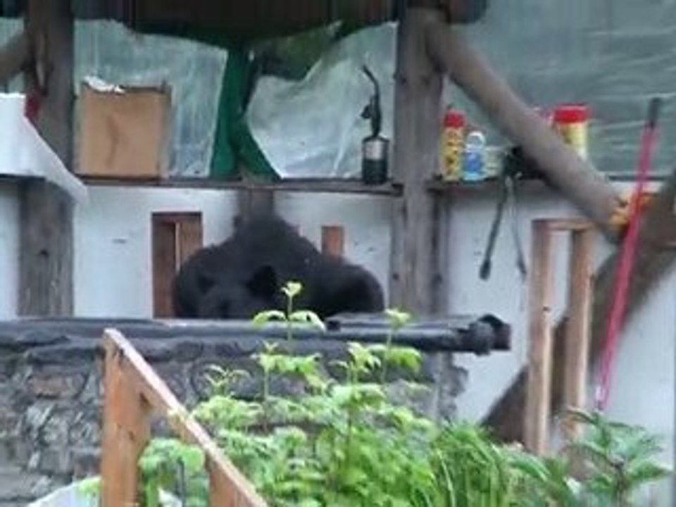 A Bear at the BBQ