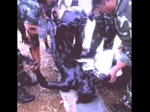 Marée Noire en chine la fraternité des hommes à l'épreuve...