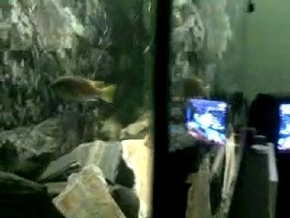 Mbuna