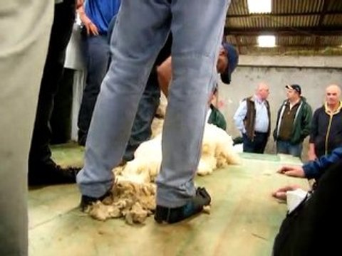 au championnat du monde de tonte de moutons
