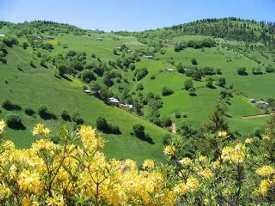 Elveda Giresun