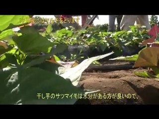 干し芋の農家のマルチ栽培