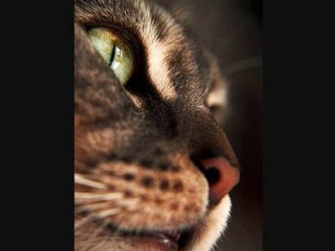 Linkin Park The Catalyst - Ele Cat Remix