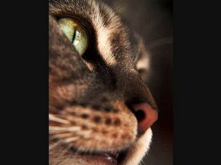 Linkin Park  The Catalyst - Ele Cat Remix