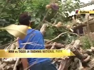 Dudhwa's disappearing Tigers