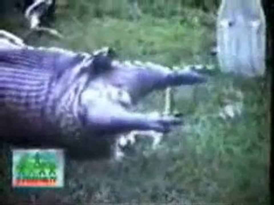 un serpent dévore un bébé hippopotame , un truc de fou !!!