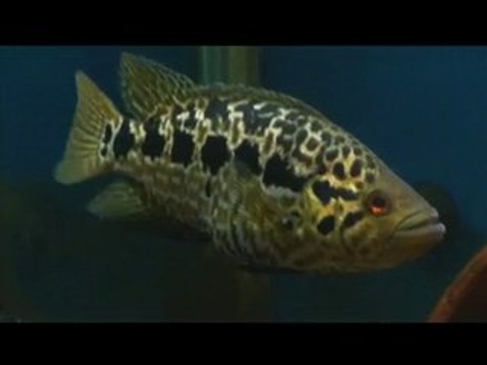 2010-08-03 - Parachromis managuensis 01