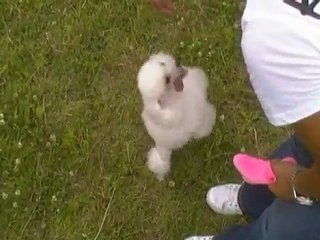 Dogs can back tumbling! (Animal)