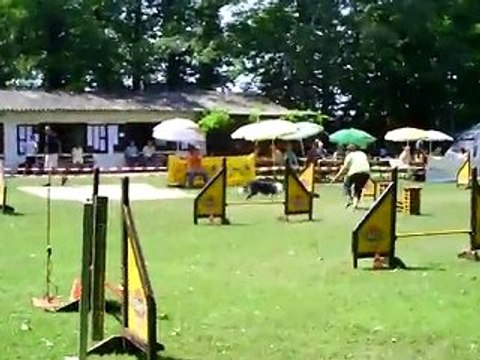 Gavroche concours d'agility Bübingen jumping 11/07/2010