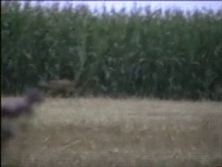 Campagne ruillécoise aout 2010