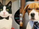 Como perros y gatos: La revancha de Kitty Galore - Tráiler