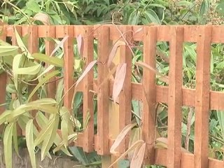 Exterior Design Landscape Gardening in South East London