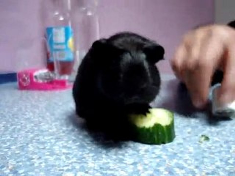 Bounty et son concombre