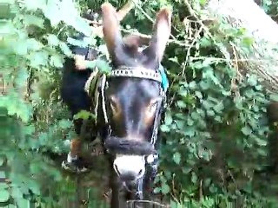 balade avec nigette