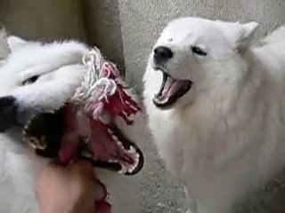 Kaya and Gerda's Fun Singing Adventure 🎶