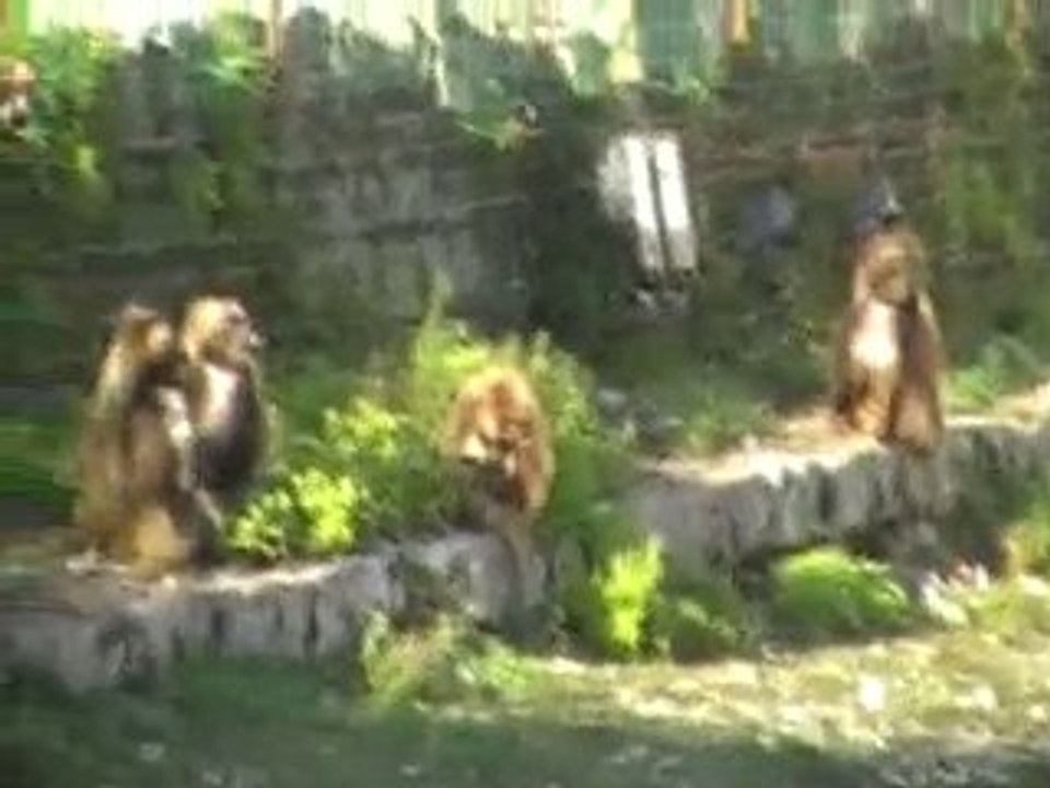 16233_MOV016