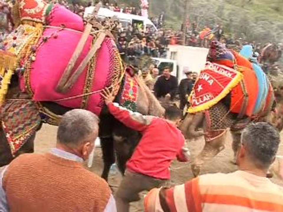 En Turquie, la tradition des chameaux lutteurs