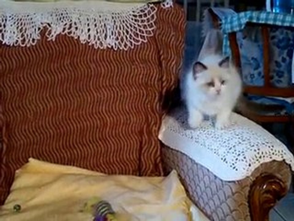 Bébé RAGDOLLS femelle seal point et blanc agée de 2 mois