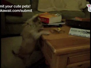 Joey Craves Candy! The Daily Squeak