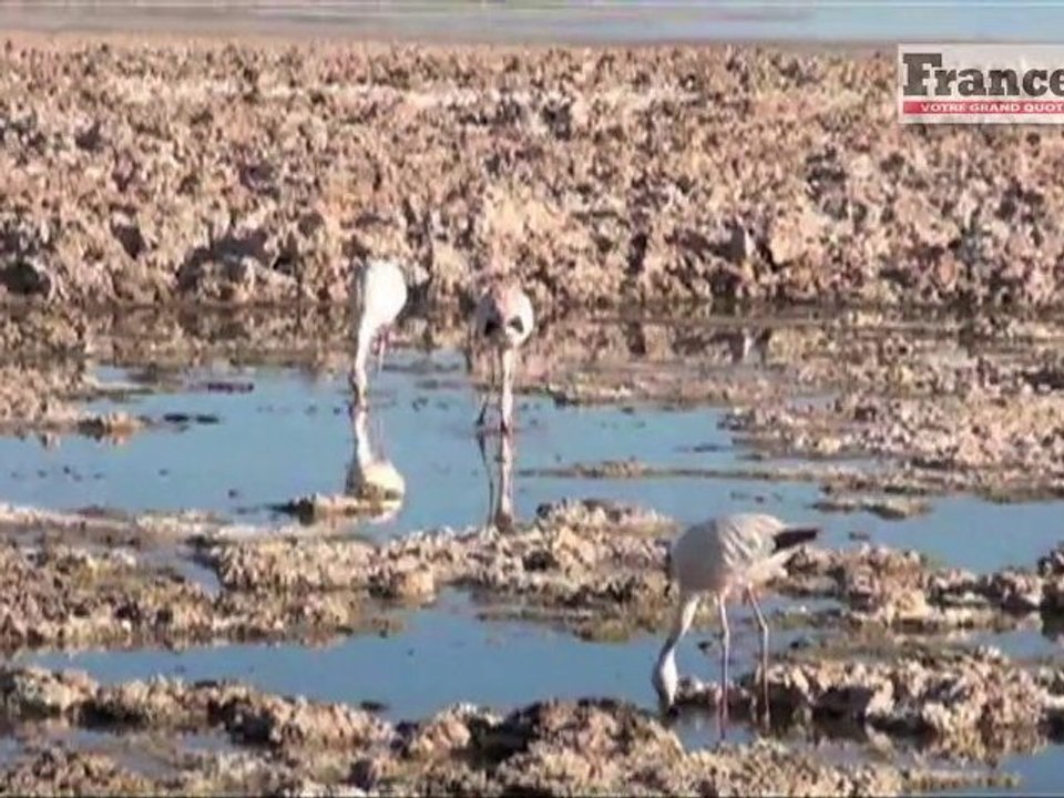 Reportour : Chili, la saline d'Atacama