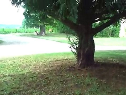 Château de Saint-Pey Grand Cru Saint-Emilion:son parc arboré