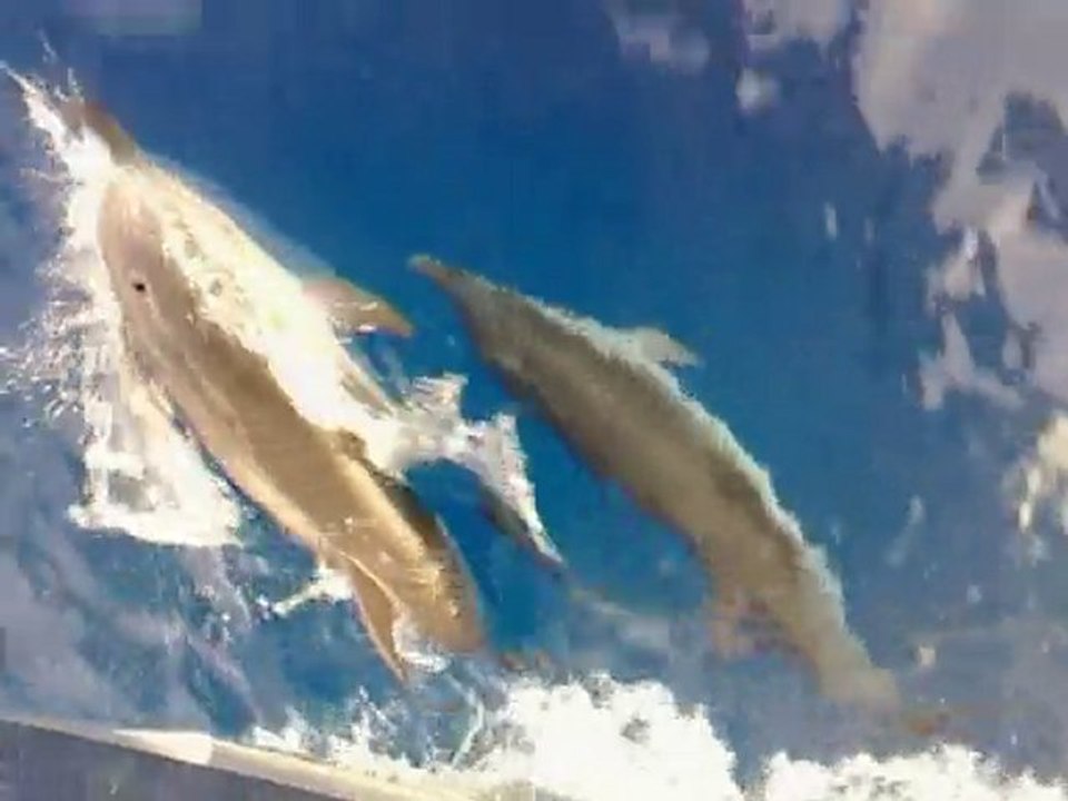 Dauphins sous le bateau ....